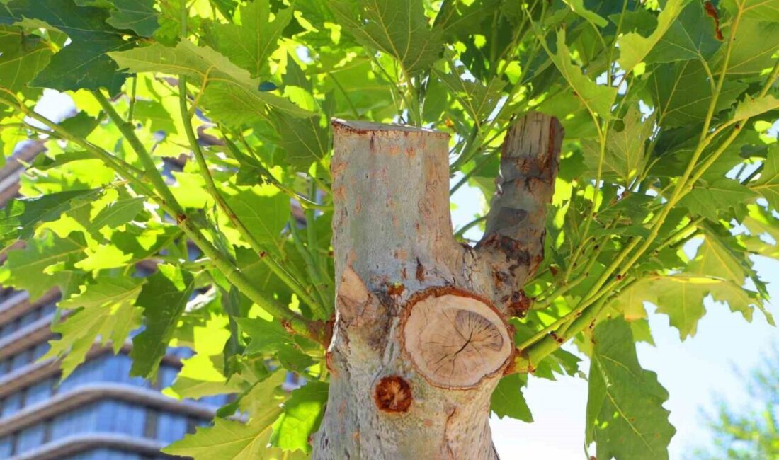 Diyarbakır Büyükşehir Belediyesi, Fırat Bulvarı ile Abdulkadir Aksu Caddesi’ndeki refüj
