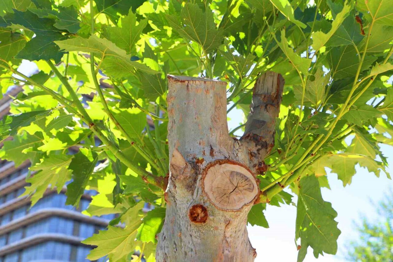 Diyarbakır Büyükşehir Belediyesi, Fırat Bulvarı ile Abdulkadir Aksu Caddesi’ndeki refüj