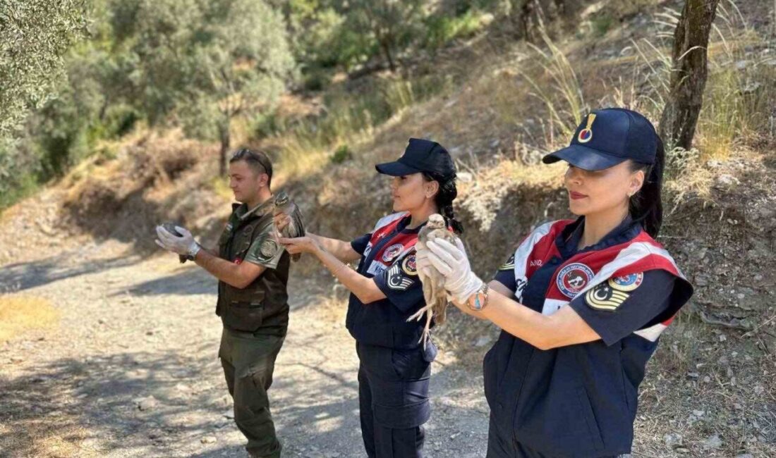 Aydın’ın Efeler ilçesinde yapılan faaliyette kaçak av ile yakalanan 25