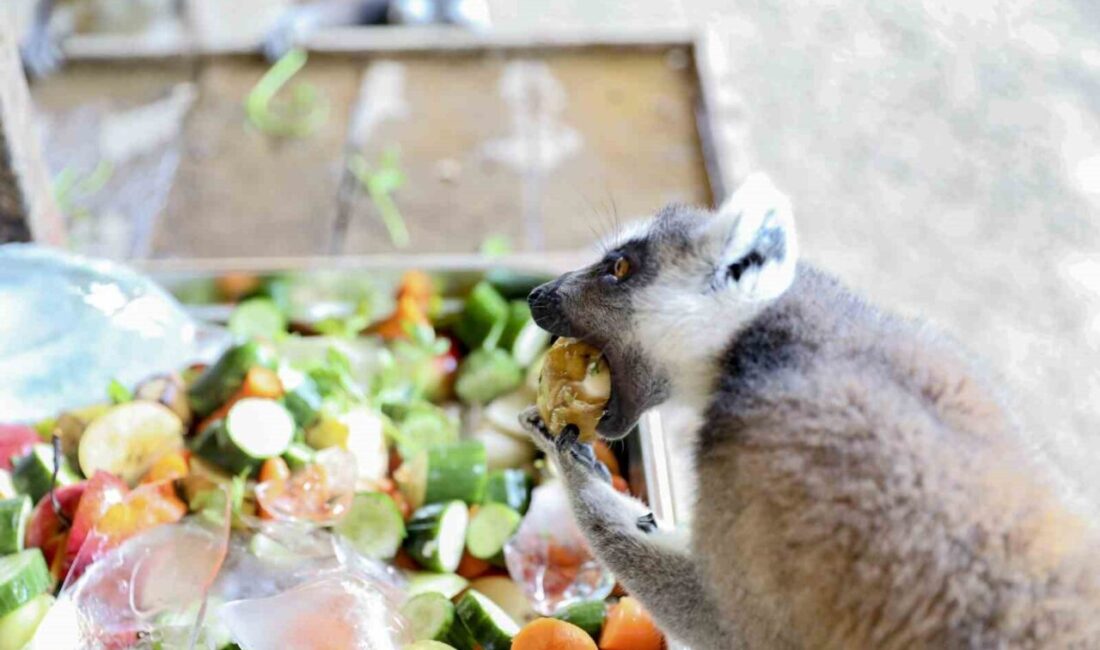 Tarsus Doğa Parkında aşırı sıcaklardan etkilenen hayvanlar için dondurulmuş meyve-sebzeler,