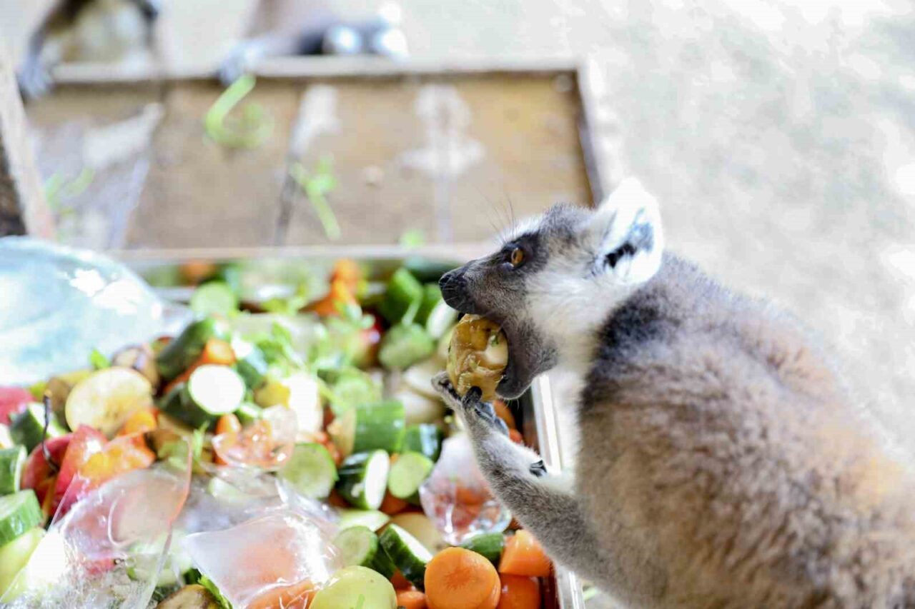 Tarsus Doğa Parkında aşırı sıcaklardan etkilenen hayvanlar için dondurulmuş meyve-sebzeler,