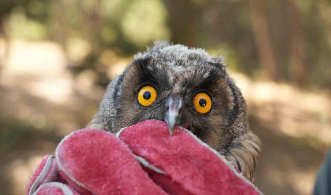 Tarım ve Orman Bakanlığı Doğa Koruma ve Milli Parklar Genel