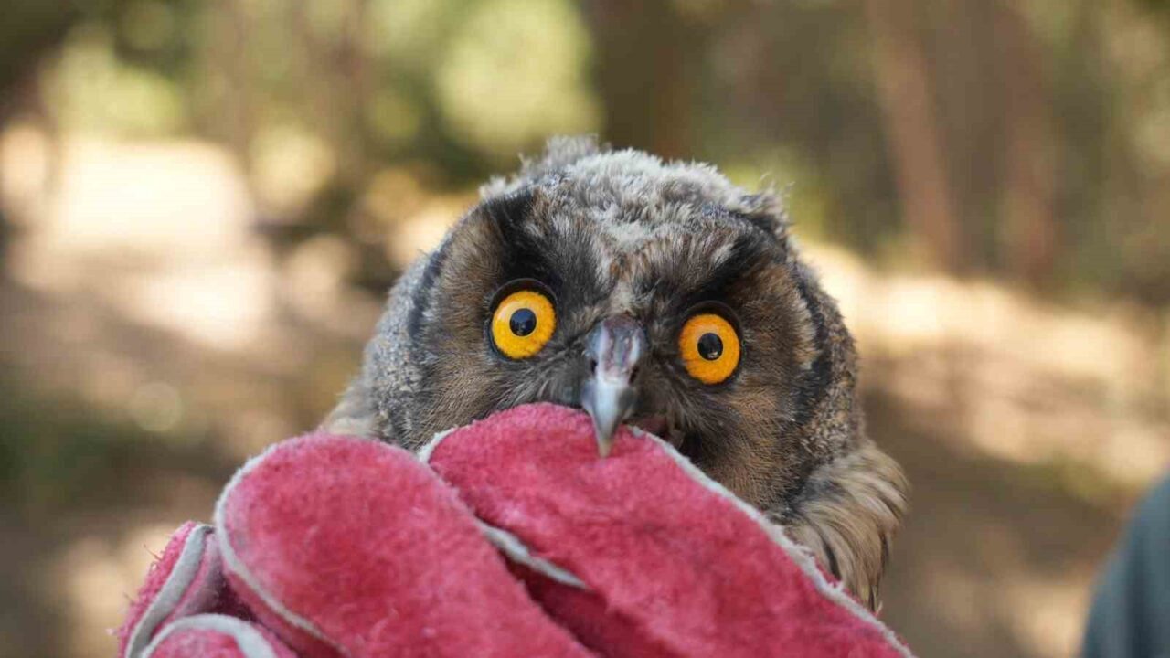 Tarım ve Orman Bakanlığı Doğa Koruma ve Milli Parklar Genel