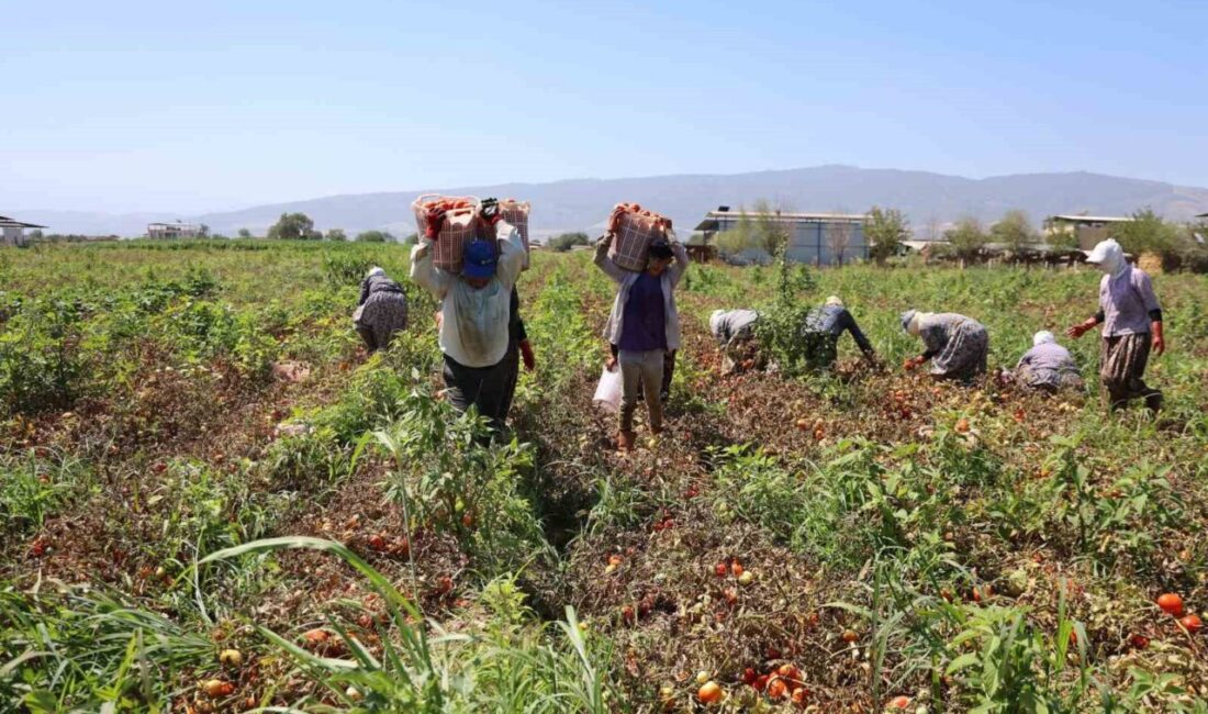 Çöl sıcaklarının etkili olduğu ve termometrelerin 45 dereceyi gösterdiği Aydın’da,