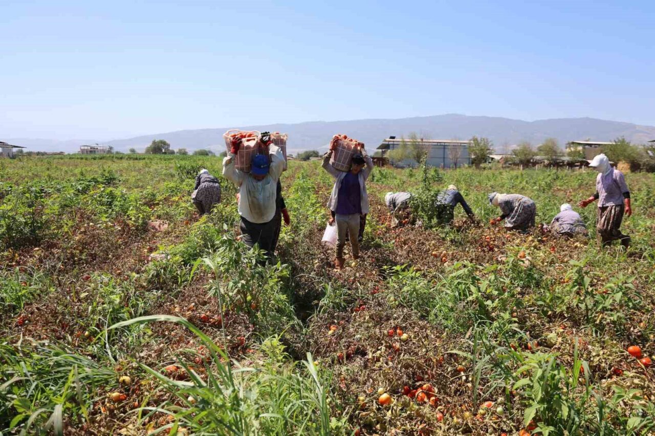 Çöl sıcaklarının etkili olduğu ve termometrelerin 45 dereceyi gösterdiği Aydın’da,
