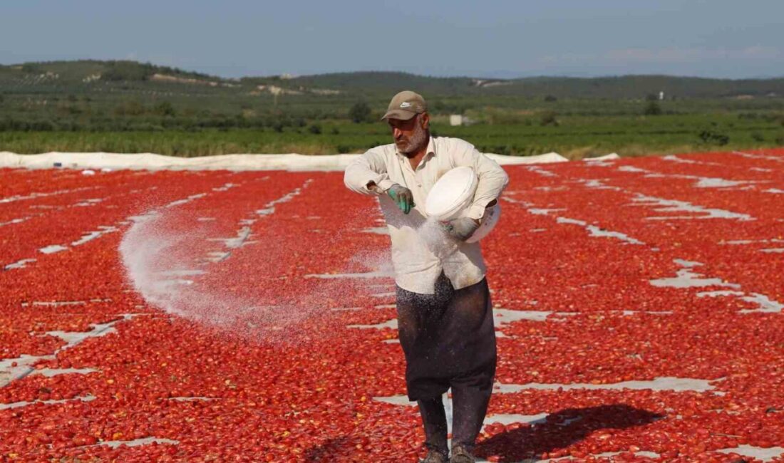 Manisa’nın Saruhanlı ilçesine bağlı Hacırahmanlı Mahallesi’nde yaz aylarının vazgeçilmez geçim