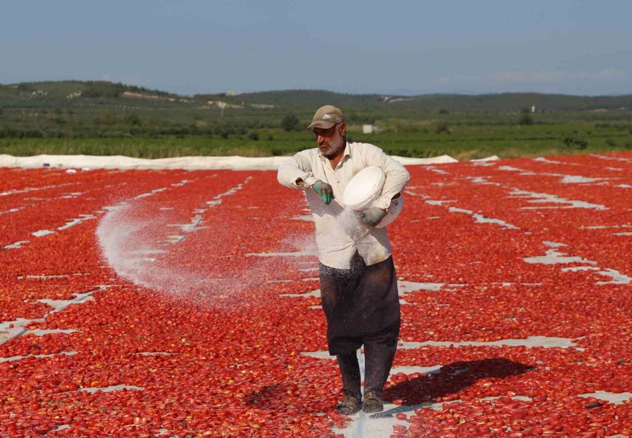 Manisa’nın Saruhanlı ilçesine bağlı Hacırahmanlı Mahallesi’nde yaz aylarının vazgeçilmez geçim