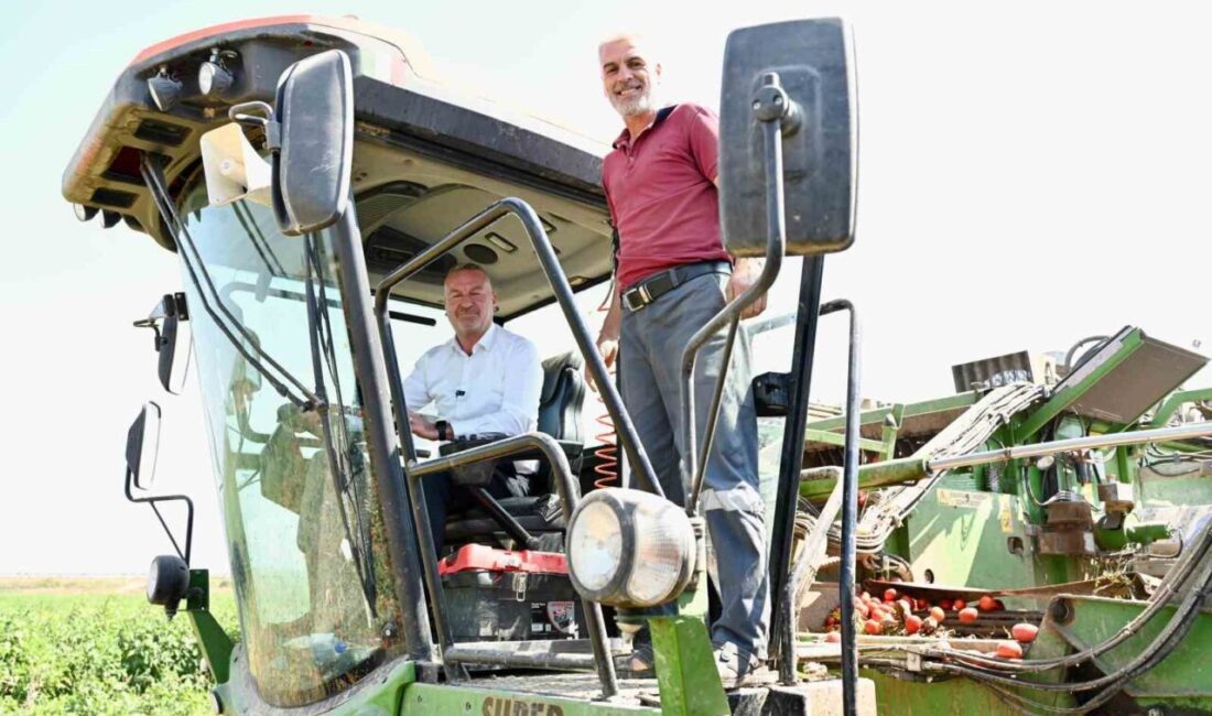 Türkiye’nin salçalık domates ihtiyacının yüzde 40’ını karşılayan Karacabey Ovası’nda hasat