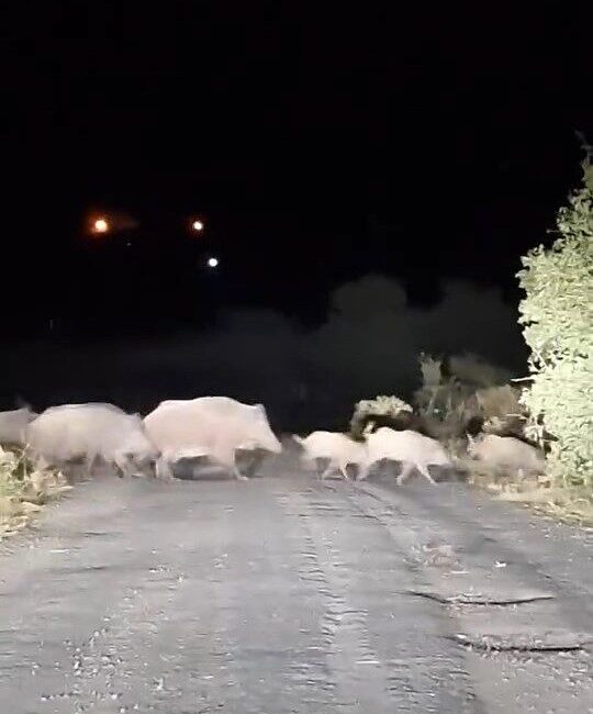 Elazığ’da domuz sürüsü köy yoluna inince bir sürücü ilerlemekte zorluk