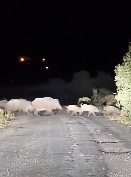 Elazığ’da domuz sürüsü köy yoluna inince bir sürücü ilerlemekte zorluk