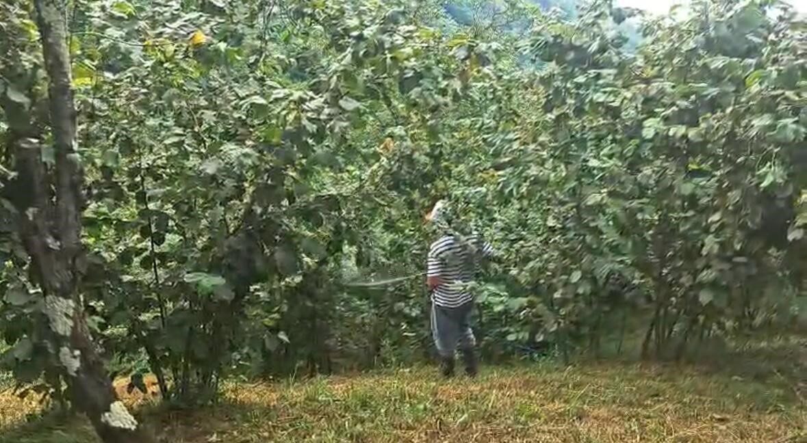 Trabzon’da halk arasında “Drakula” olarak bilinen uzun antenli turunçgil böceği