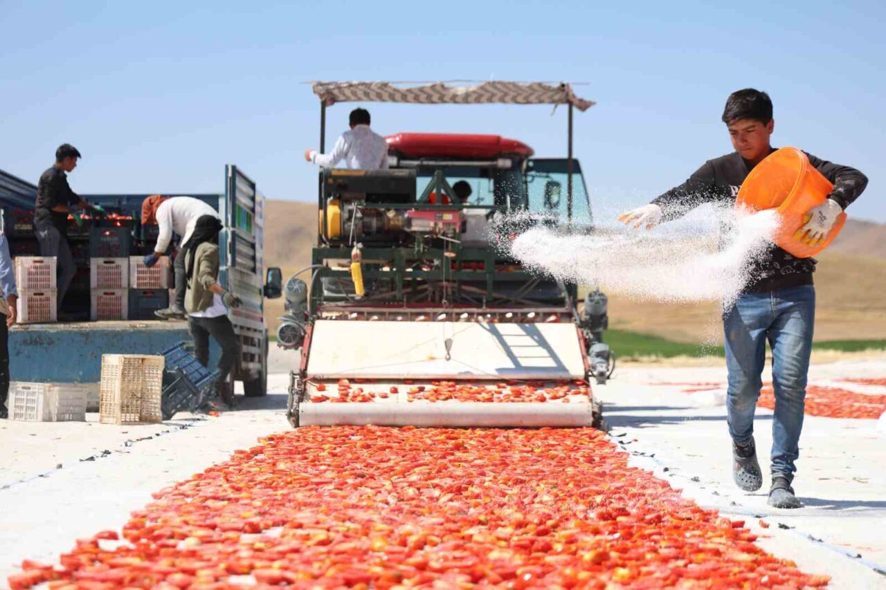 Elazığ’da 2 bin dönümde 600 işçinin emeği ile toplanıp kurutulan