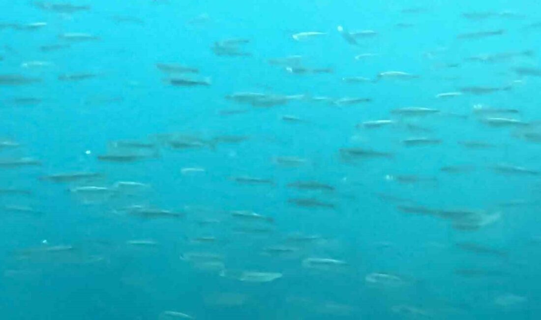 Türkiye’nin en büyük gölü ve dünyanın en büyük sodalı gölü