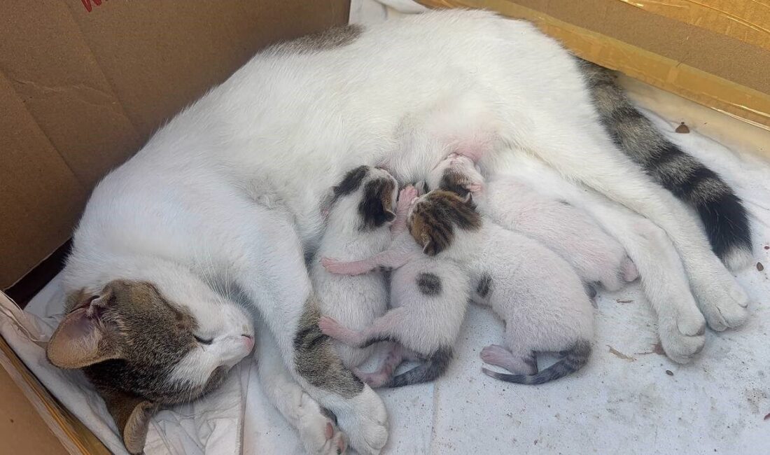 Zonguldak’ın Alaplı ilçesinde bir taksi durağına sığınarak yavrularını dünyaya getiren