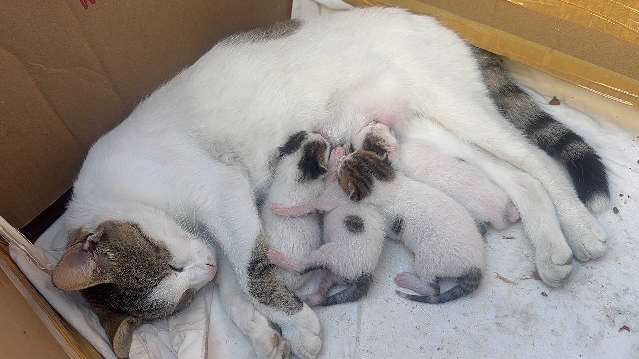 Zonguldak’ın Alaplı ilçesinde bir taksi durağına sığınarak yavrularını dünyaya getiren