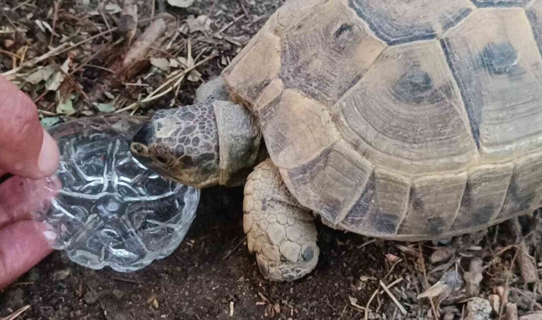 Siirt’te bir vatandaş, susuzluktan bitkin düşen kaplumbağaya gözyaşları içerisinde su