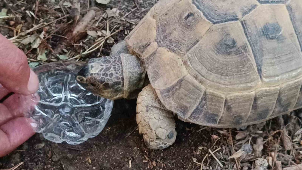 Siirt’te bir vatandaş, susuzluktan bitkin düşen kaplumbağaya gözyaşları içerisinde su