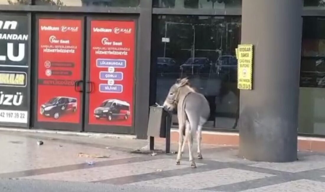 Edirne Otogarı’nda başıboş dolaşan eşeğin dubayı ağzına alıp kaçması ve