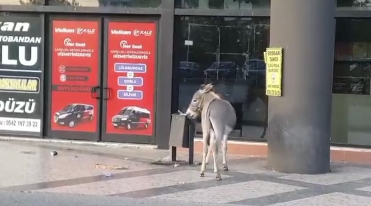 Edirne Otogarı’nda başıboş dolaşan eşeğin dubayı ağzına alıp kaçması ve