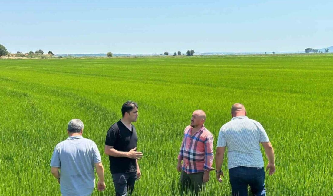 Türkiye’nin pirinç üretiminde önde gelen illerinden Edirne’de çeltik tarlaları yaz