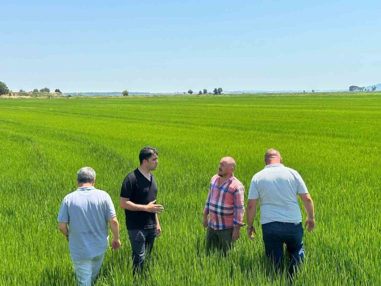 Türkiye’nin pirinç üretiminde önde gelen illerinden Edirne’de çeltik tarlaları yaz