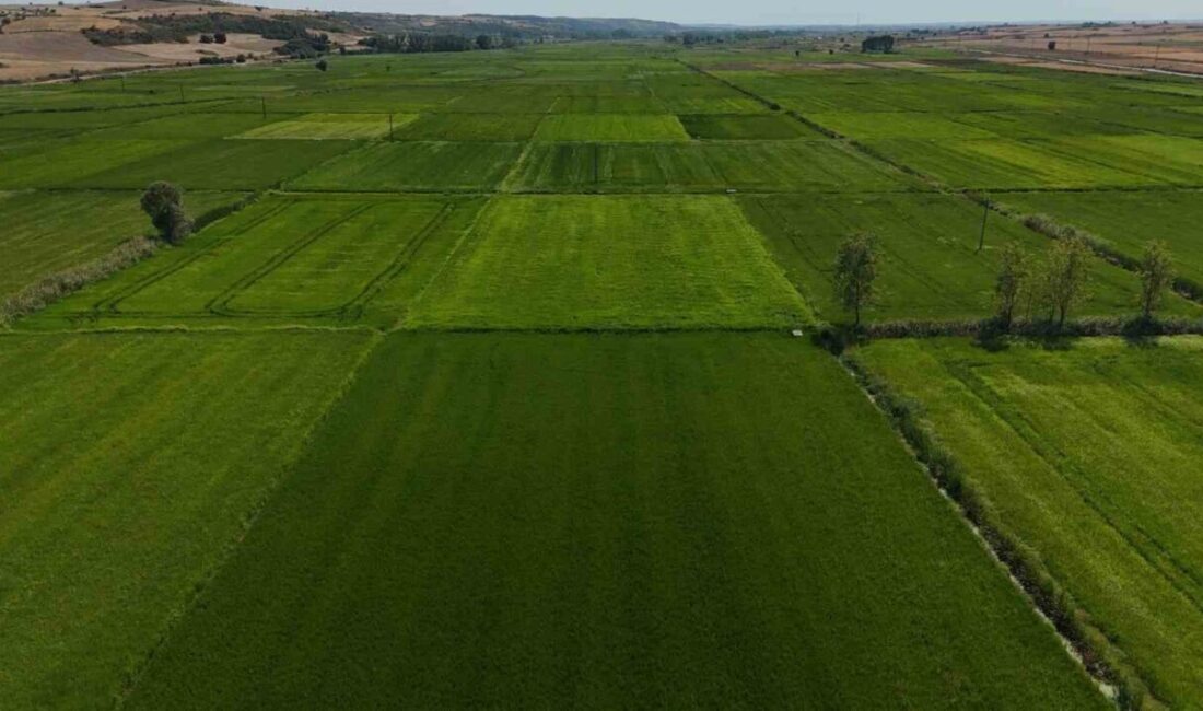 Edirne’de etkili olan sağanak yağış, çeltik, ayçiçek ve mısır tarlalarına