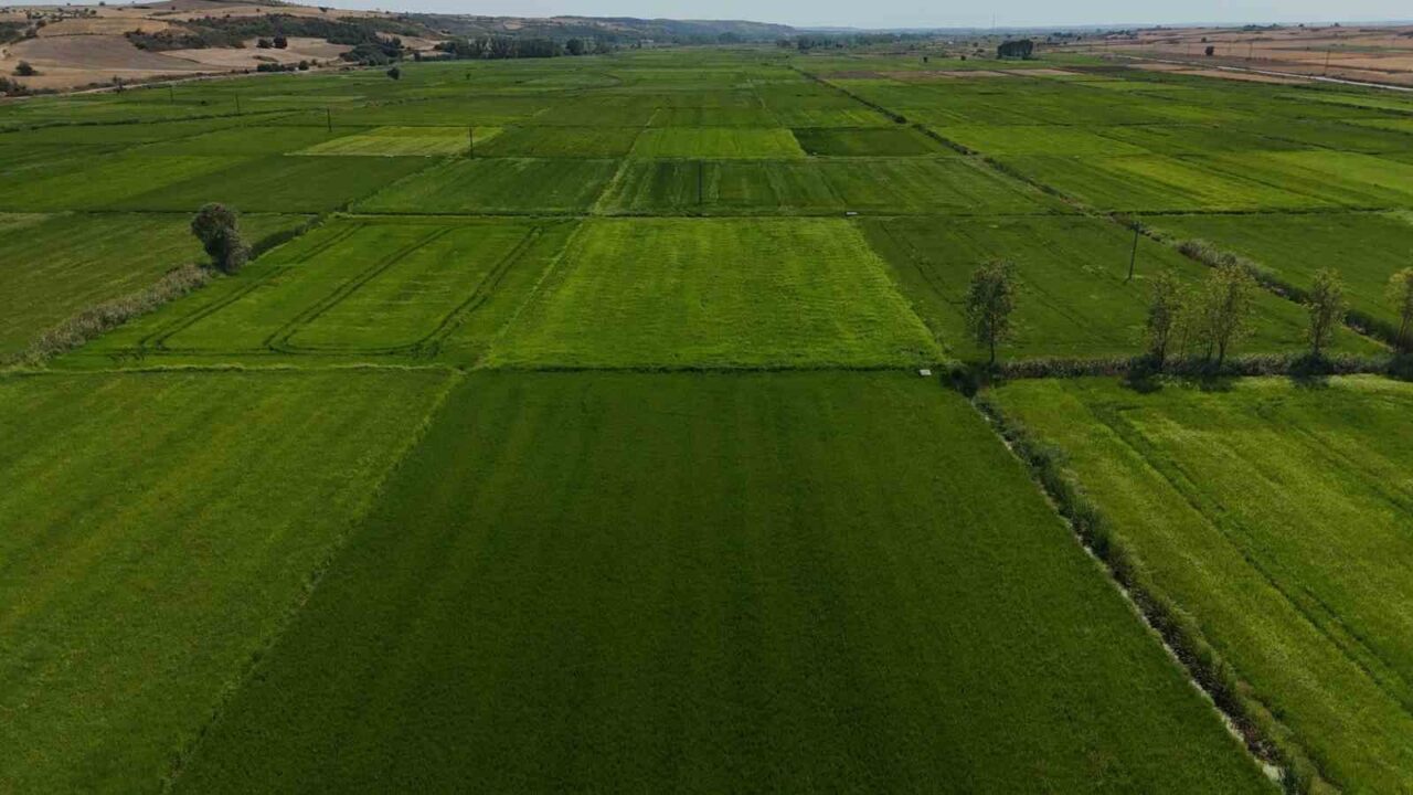 Edirne’de etkili olan sağanak yağış, çeltik, ayçiçek ve mısır tarlalarına