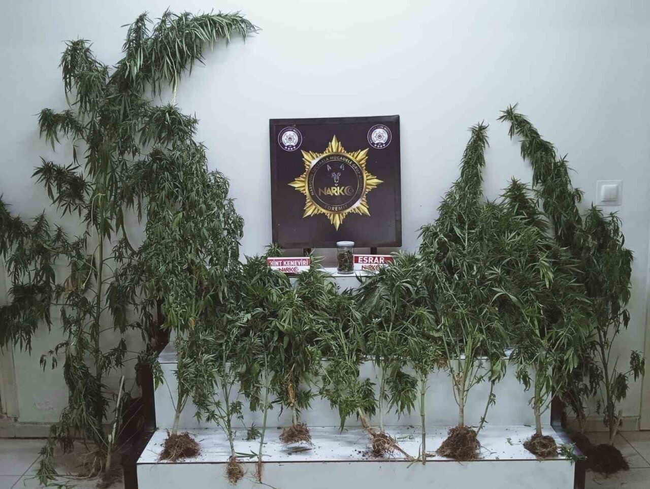 Balıkesir’in Edremit ilçesinde polis ekiplerince düzenlenen operasyonda bir ikamette esrar