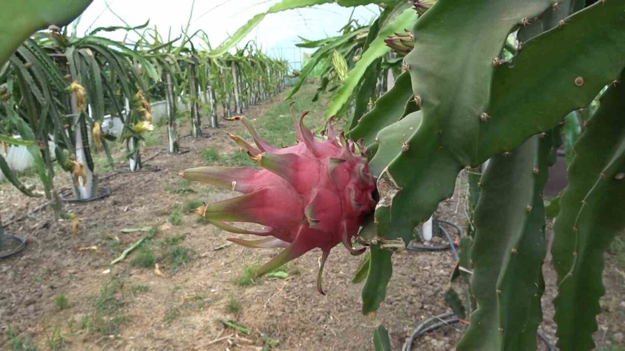 Samsun’un Çarşamba ilçesinde kadın girişimci Neşe Özbek’in yetiştirdiği ejder meyvesinde