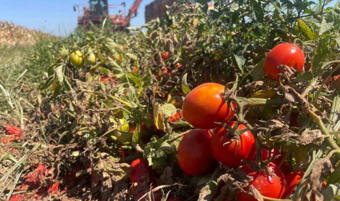Türkiye salçalık domates üretiminin yaklaşık yarısının yetiştirildiği Bursa’nın Karacabey ilçesinde