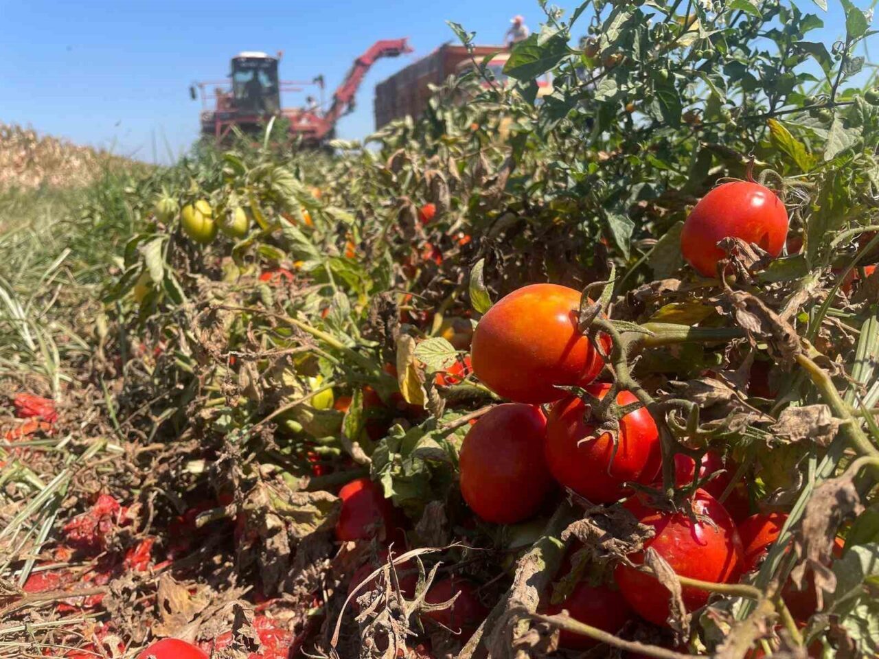 Türkiye salçalık domates üretiminin yaklaşık yarısının yetiştirildiği Bursa’nın Karacabey ilçesinde