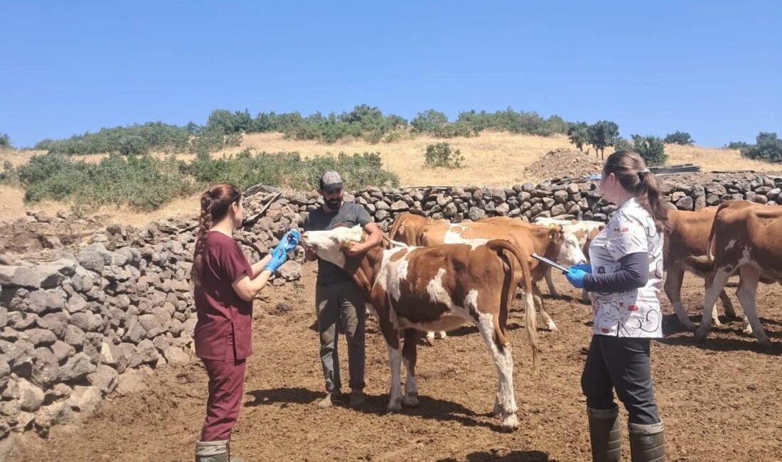 Elazığ’ın Karakoçan ilçesinde veteriner hekimler tarafından büyükbaş hayvanlara yönelik aşılama
