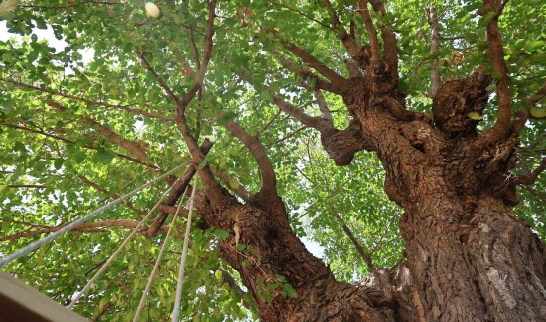 Elazığ’ın Palu ilçesindeki 500 yıllık dut ağacı, adeta yıllara meydana