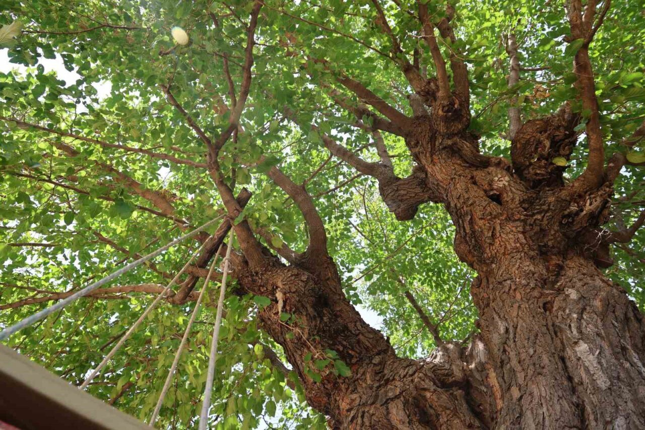 Elazığ’ın Palu ilçesindeki 500 yıllık dut ağacı, adeta yıllara meydana