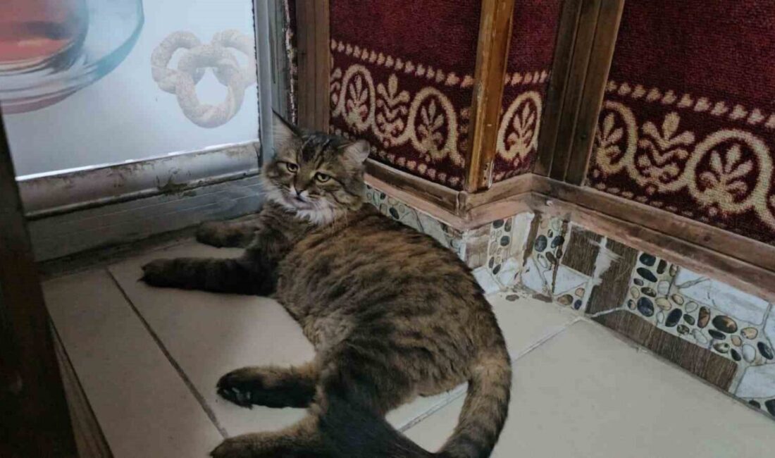 Elazığ’da bir çay ocağını 4 yıldır mesken tutan ’Bıdık’ isimli