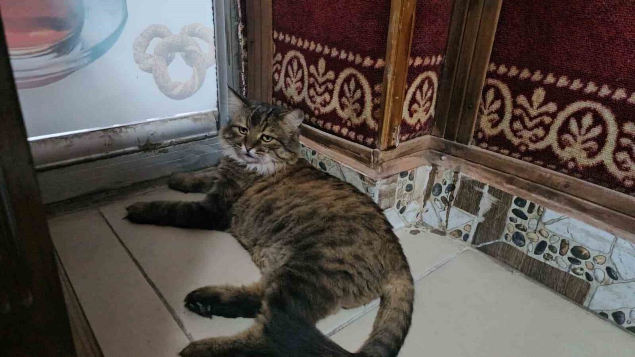 Elazığ’da bir çay ocağını 4 yıldır mesken tutan ’Bıdık’ isimli