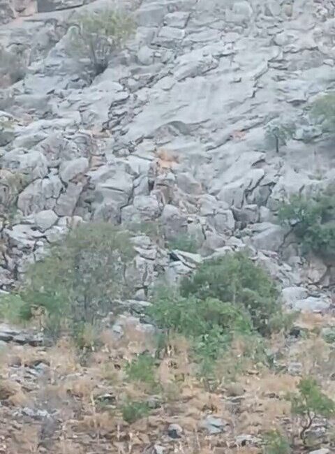 Elazığ’ın Palu ilçesinde koruma altındaki dağ keçileri, sürü halinde görüntülendi.