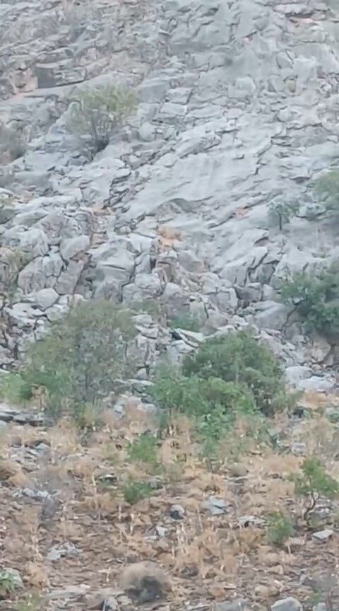 Elazığ’ın Palu ilçesinde koruma altındaki dağ keçileri, sürü halinde görüntülendi.