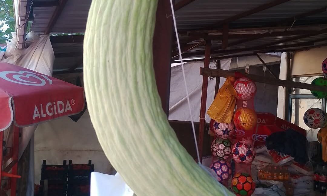 Elazığ’da yaklaşık 2 buçuk kilo ağırlığındaki acur görenleri hayrete düşürdü.