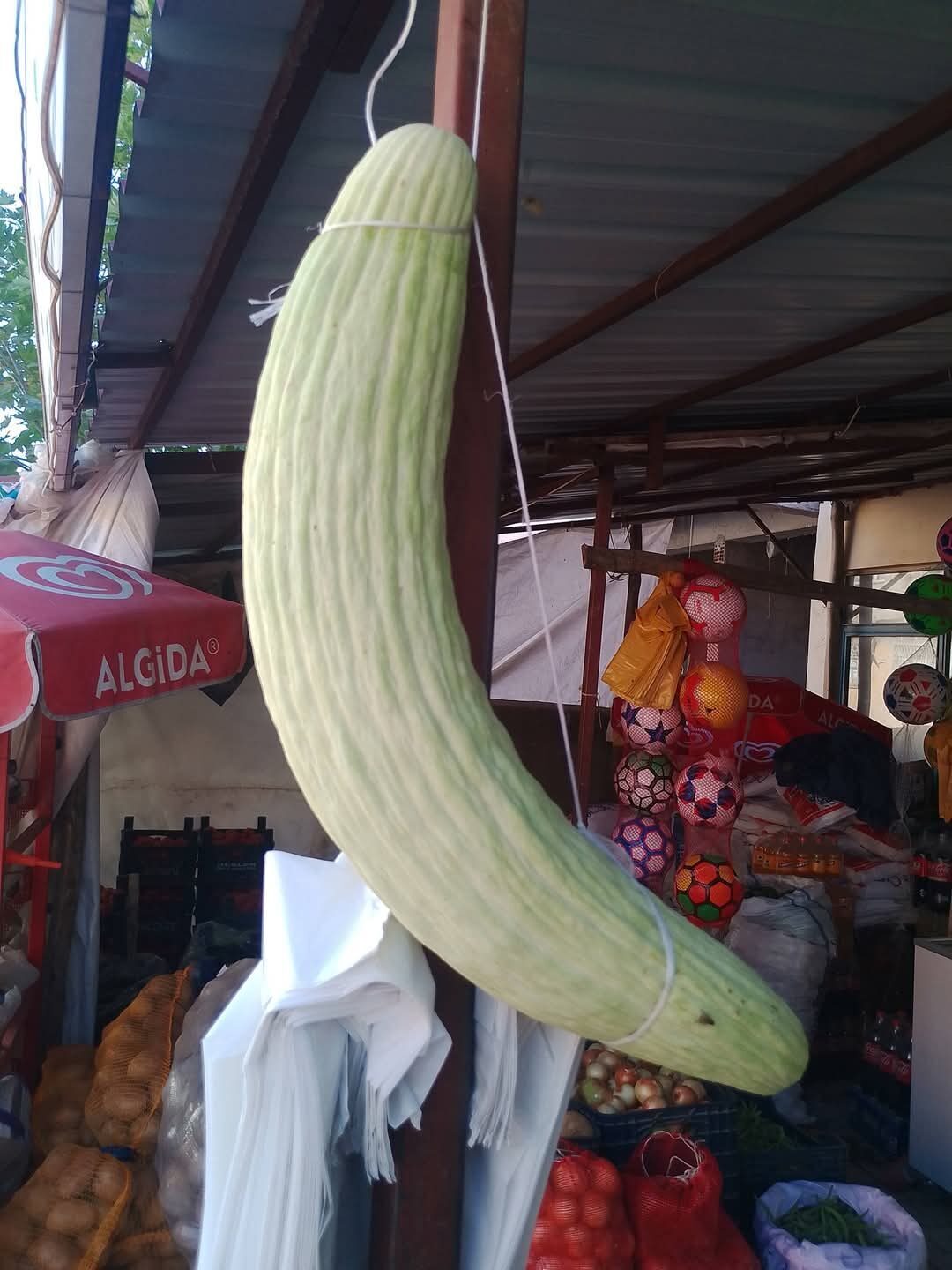 Elazığ’da yaklaşık 2 buçuk kilo ağırlığındaki acur görenleri hayrete düşürdü.