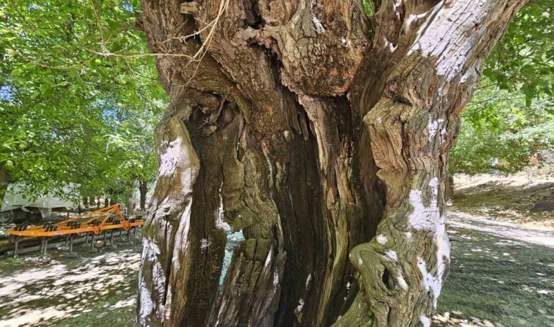 Elazığ’da dut ağaçları zamana direniyor Elazığ’ın Kaplıkaya köyünde bulunan 300 yıllık dut ağaçları zamana direniyor.