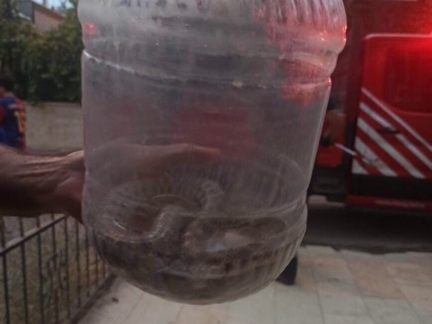Elazığ’da bir binada engerek yılanı görüldü. Elazığ’ın Abdullahpaşa Mahallesi 275.