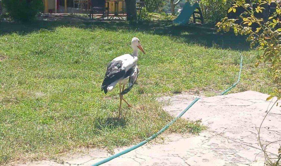 Elazığ’ın Palu ilçesinde vatandaşlar tarafından bulunan kanadı kırık leylek, koruma