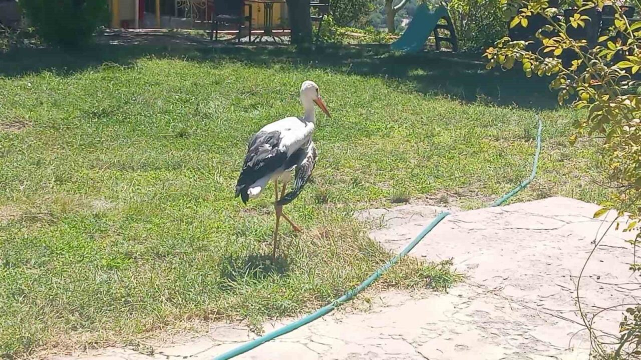 Elazığ’ın Palu ilçesinde vatandaşlar tarafından bulunan kanadı kırık leylek, koruma