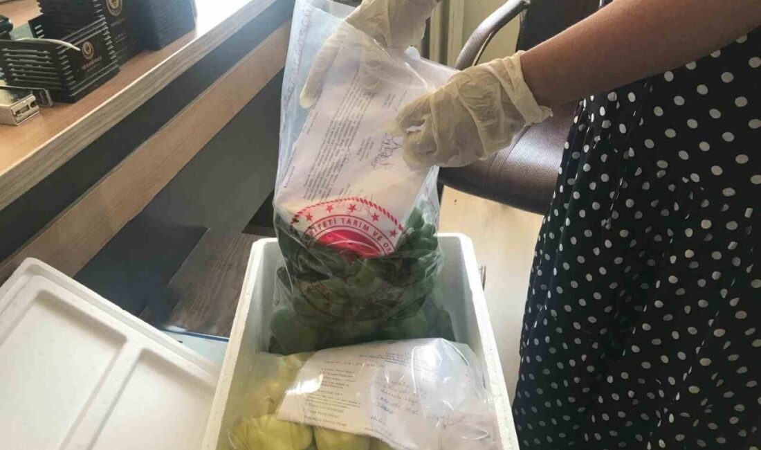 Elazığ’da hasat öncesi pestisit denetimleri devam ediyor. Elazığ Tarım ve
