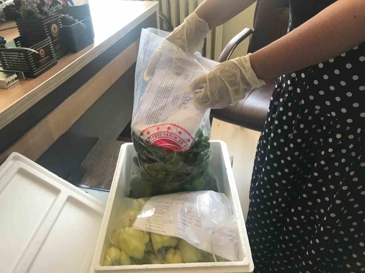 Elazığ’da hasat öncesi pestisit denetimleri devam ediyor. Elazığ Tarım ve