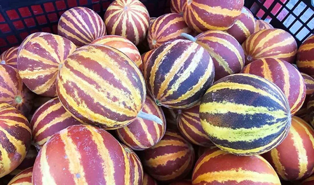 Elazığ’da kokusu, tadı ve görüntüsüyle ile dikkat çeken şamama kavunu