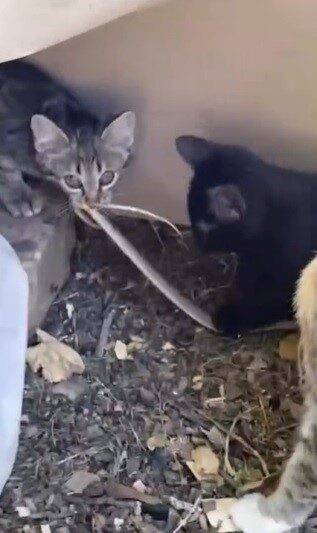 Elazığ’ın Gölardı köyünde 3 yavru kedi, yakaladıkları yılanla oynarken cep