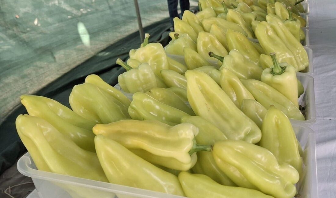 Denizli’nin Kale ilçesinde 29. Kaledavaz Biber Festivali başladı. Festivalde ilçenin