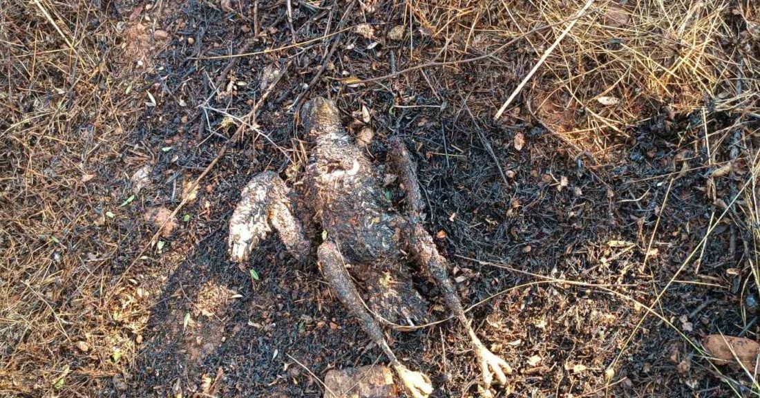 Muğla’nın Köyceğiz ilçesinde enerji nakil hattına çarpan kuş yangına neden